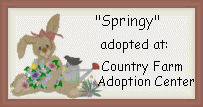 Click here to adopt Springy at Country Farm Adoption Center.