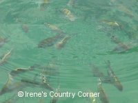 Copyright &COPY; Irene. Not for download.